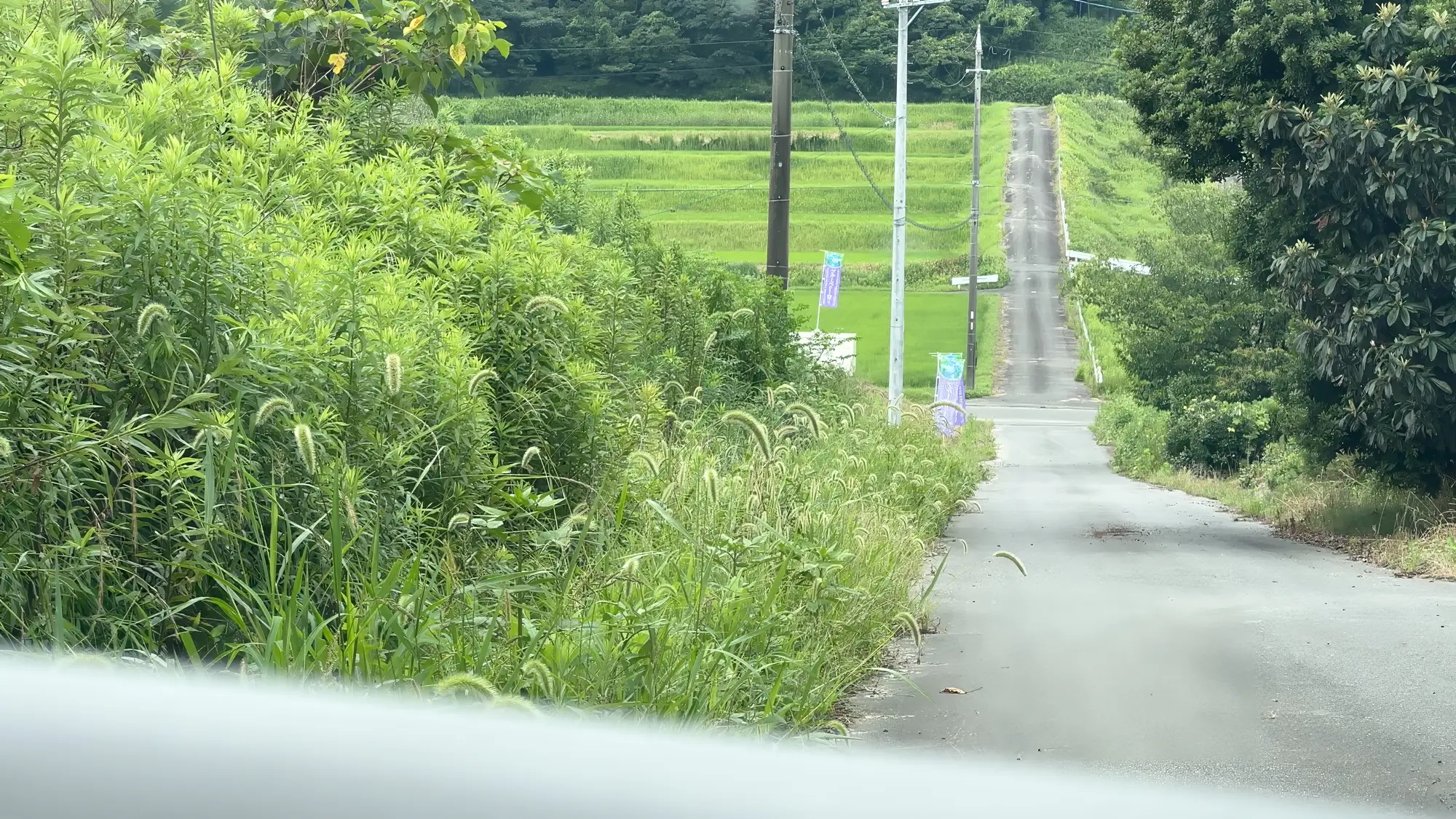 夏草の茂る田舎道。緑の向こうに田んぼと電柱が続いている