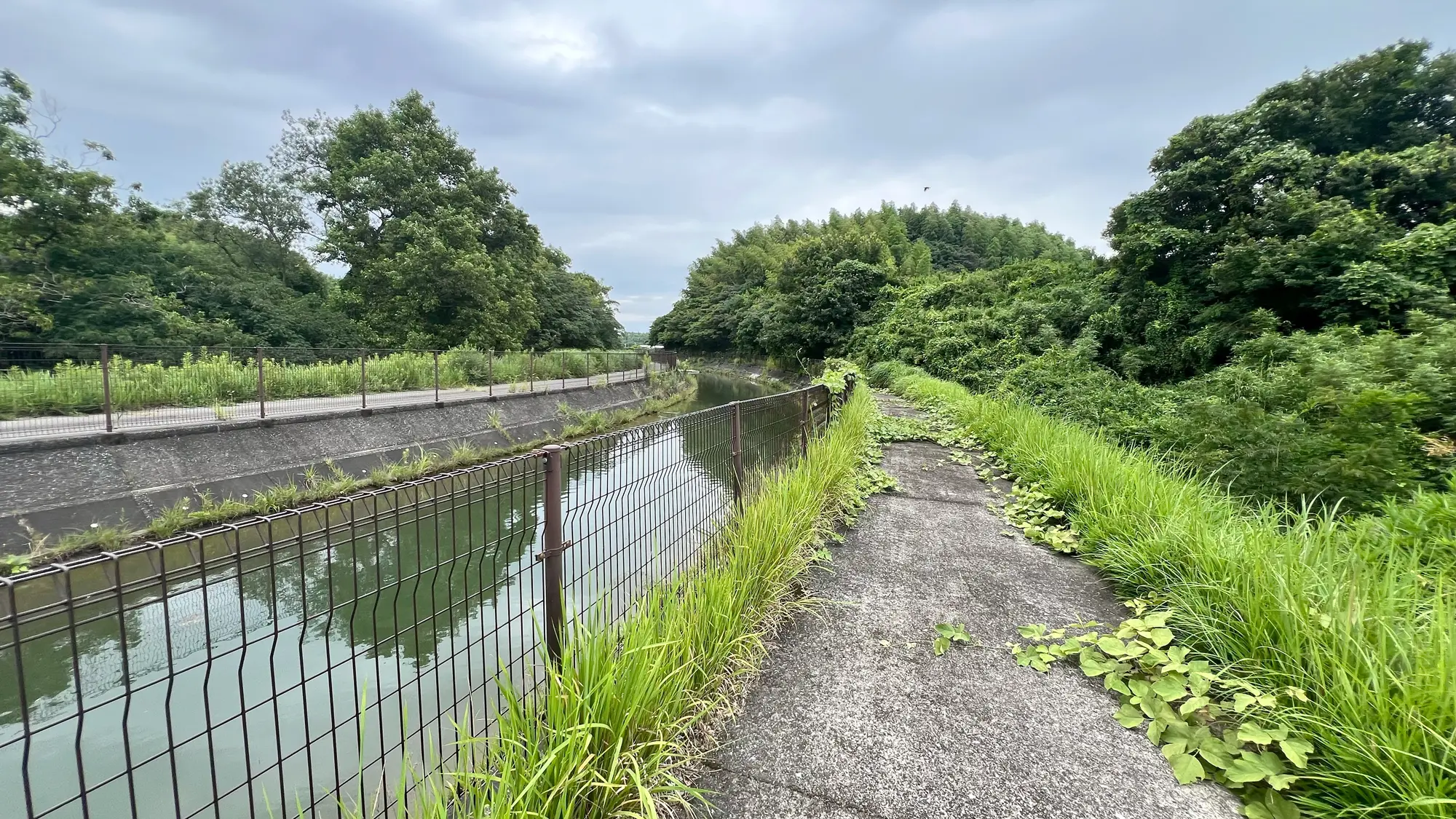 用水路沿いの小道。フェンスの向こうに水面が光り、夏草が茂っている